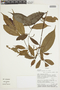 Trophis racemosa (L.) Urb., ECUADOR, F