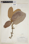 Helicostylis pedunculata Benoist, BRAZIL, F
