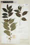 Maclura tinctoria (L.) D. Don ex Steud. subsp. tinctoria, COLOMBIA, F
