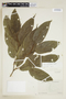 Morus celtidifolia Kunth, ECUADOR, F