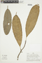 Naucleopsis imitans (Ducke) C. C. Berg, PERU, F