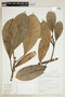 Ficus americana subsp. subapiculata (Miq.) C. C. Berg, PERU, F