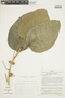 Ficus membranacea C. Wright, PERU, F