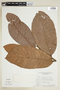 Pseudolmedia macrophylla Trécul, BRAZIL, F