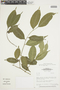 Sorocea muriculata Miq. subsp. muriculata, BRAZIL, F