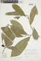 Sorocea pubivena subsp. hirtella (Mildbr.) C. C. Berg, COLOMBIA, F