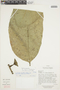 Sorocea pubivena subsp. oligotricha (Akkermans & C. C. Berg) C. C. Berg, ECUADOR, F