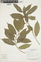 Trophis racemosa (L.) Urb., PERU, F