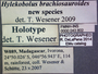 43802 Hylekobolus brachyosauroides HT IN labels