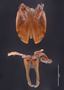 43802 Hylekobolus brachyosauroides HT IN posterior gonopods z6 2x .08zoom L42