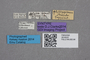 2819323 Thoracophorus philippinus ST labels IN