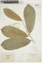 Annona muricata L., Venezuela, H. H. Rusby 100, F
