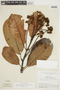 Anacardium spruceanum Benth., BOLIVIA, F