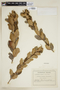 Lithraea caustica (Molina) Hook. & Arn., CHILE, F