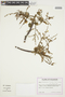 Loxopterygium huasango Spruce ex Engl., ECUADOR, F