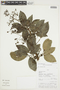 Mauria heterophylla Kunth, Peru, V. Quipuscoa S. 1404, F