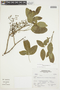 Mauria heterophylla Kunth, Peru, S. Leiva G. 1550, F