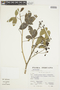 Mauria heterophylla Kunth, Peru, S. Llatas Quiroz 2548, F