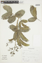 Mauria heterophylla Kunth, Peru, A. Sagástegui A. 14599, F