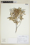 Schinus lentiscifolius Marchand, BRAZIL, F