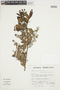 Schinus terebinthifolius Raddi, Peru, S. Llatas Quiroz 2683, F