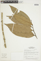 Anaxagorea acuminata (Dunal) A. DC., BRAZIL, F
