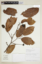 Annona andicola (Maas & Westra) H. Rainer, PERU, F