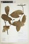 Annona andicola (Maas & Westra) H. Rainer, PERU, F