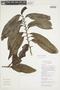 Annona reticulata L., COLOMBIA, F