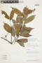 Bocageopsis canescens (Spruce ex Benth.) R. E. Fr., VENEZUELA, F