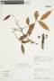 Bocageopsis canescens (Spruce ex Benth.) R. E. Fr., PERU, F