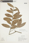 Bocageopsis canescens (Spruce ex Benth.) R. E. Fr., PERU, F
