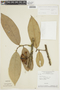 Anaxagorea dolichocarpa Sprague & Sandwith, Brazil, G. T. Prance 1883, F