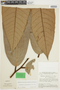 Anaxagorea gigantophylla R. E. Fr., Brazil, B. Maguire 60311, F