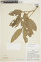 Duguetia quitarensis Benth., Peru, J. Schunke Vigo 3779, F