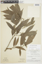 Duguetia surinamensis R. E. Fr., Brazil, G. T. Prance 3771, F
