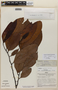 Guatteria eugeniifolia A. DC. ex R. E. Fr., Peru, J. Schunke Vigo 3597, F
