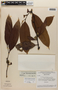 Guatteria blepharophylla Mart., BRAZIL, F