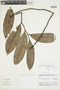 Cremastosperma leiophyllum R. E. Fr., PERU, F