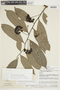 Cremastosperma pedunculatum (Diels) R. E. Fr., PERU, F