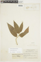 Duguetia cauliflora R. E. Fr., COLOMBIA, F
