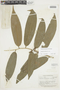 Duguetia cauliflora R. E. Fr., GUYANA, F