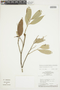 Duguetia echinophora R. E. Fr., BRAZIL, F