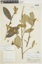 Duguetia furfuracea (A. St.-Hil.) Benth. & Hook. f., BRAZIL, F