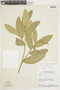 Duguetia furfuracea (A. St.-Hil.) Benth. & Hook. f., BRAZIL, F