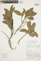 Duguetia lanceolata A. St.-Hil., BRAZIL, F