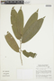 Duguetia stelechantha (Diels) R. E. Fr., BRAZIL, F