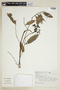 Guatteria australis A. St.-Hil., BRAZIL, F