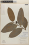 Guatteria blepharophylla Mart., PERU, F