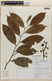 Guatteria scytophylla Diels, PERU, F